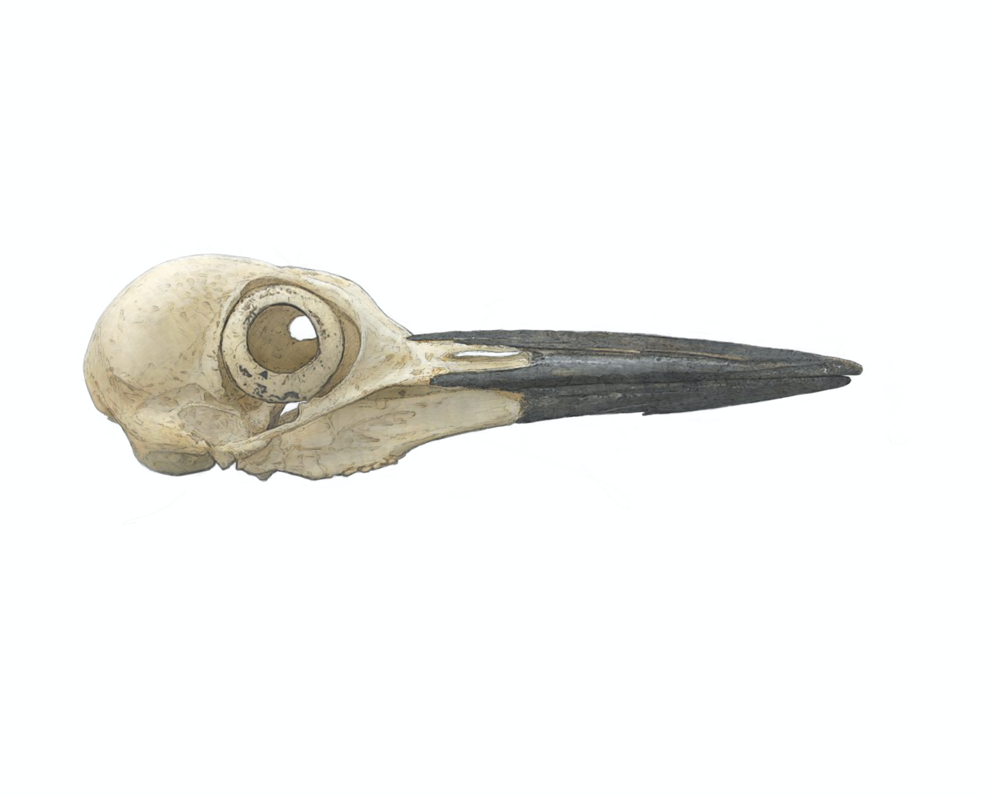 Pileated Woodpecker Skull study - Original Illustration