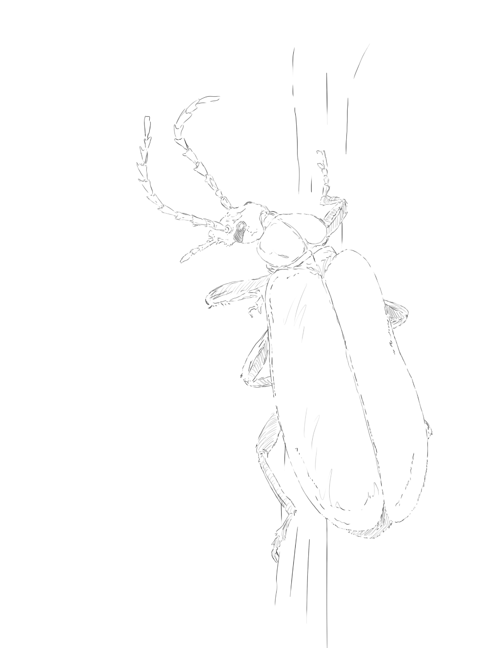 Rose Chafer and Red Cardinal Beetle sketch