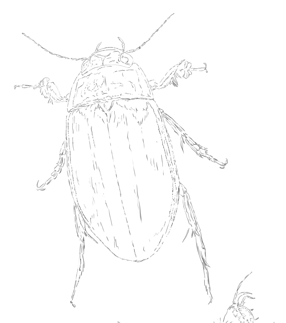 Great Diving Beetle & Larvae sketch