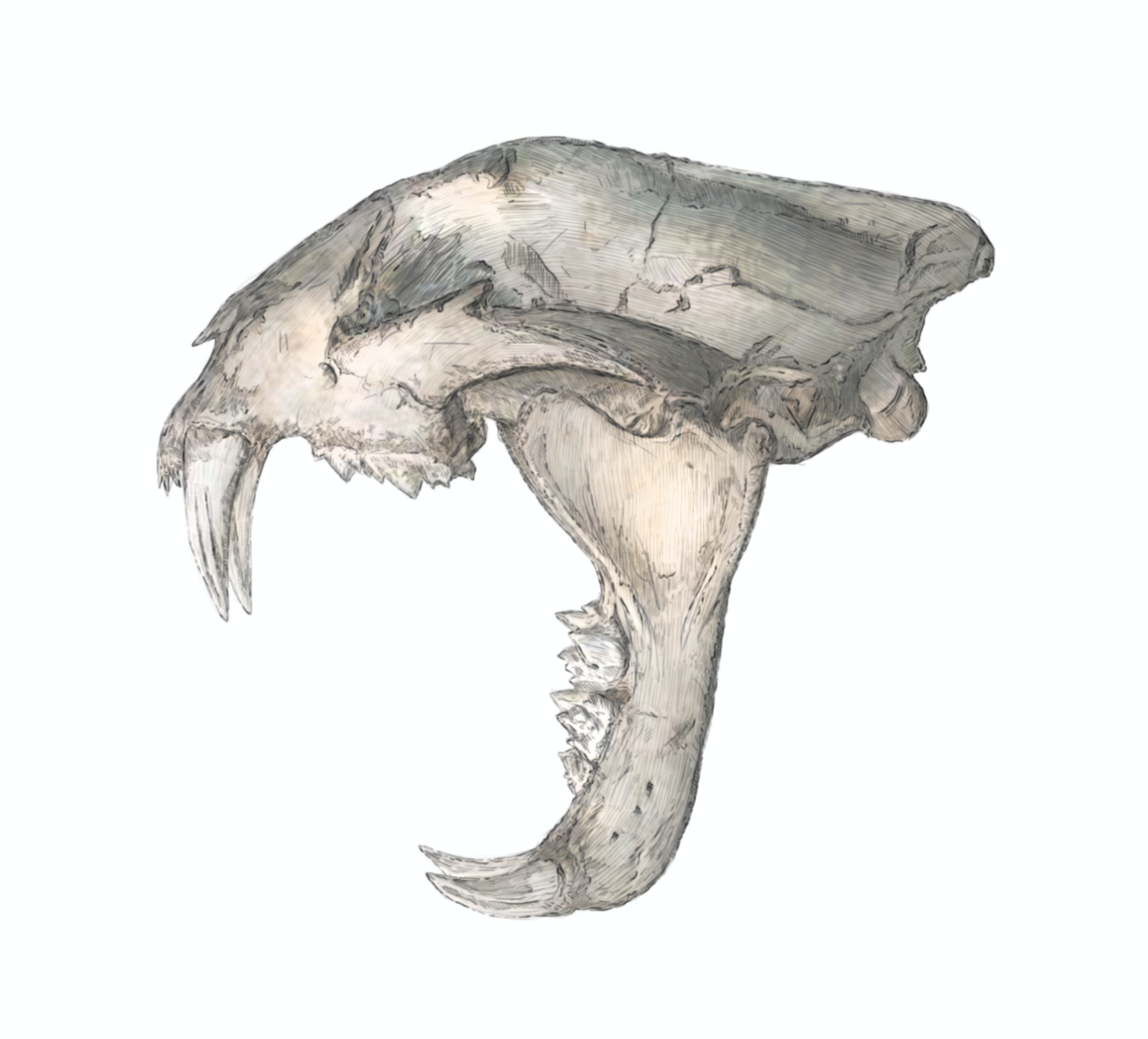 Clouded Leopard Skull study - Original Illustration
