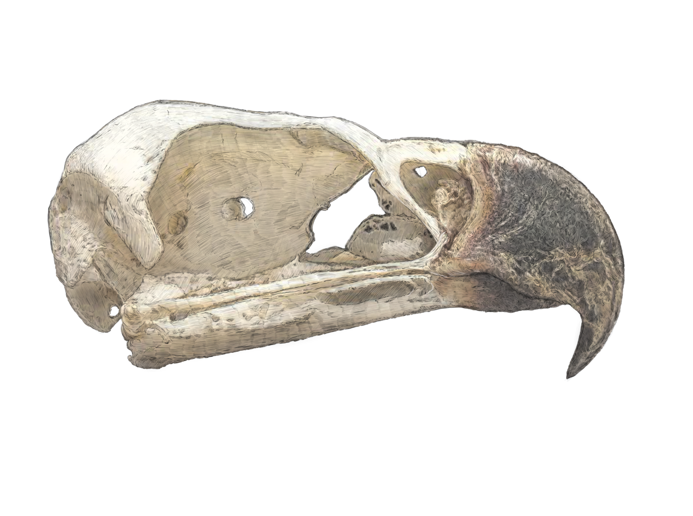 Harpy Eagle Skull study - Original Illustration