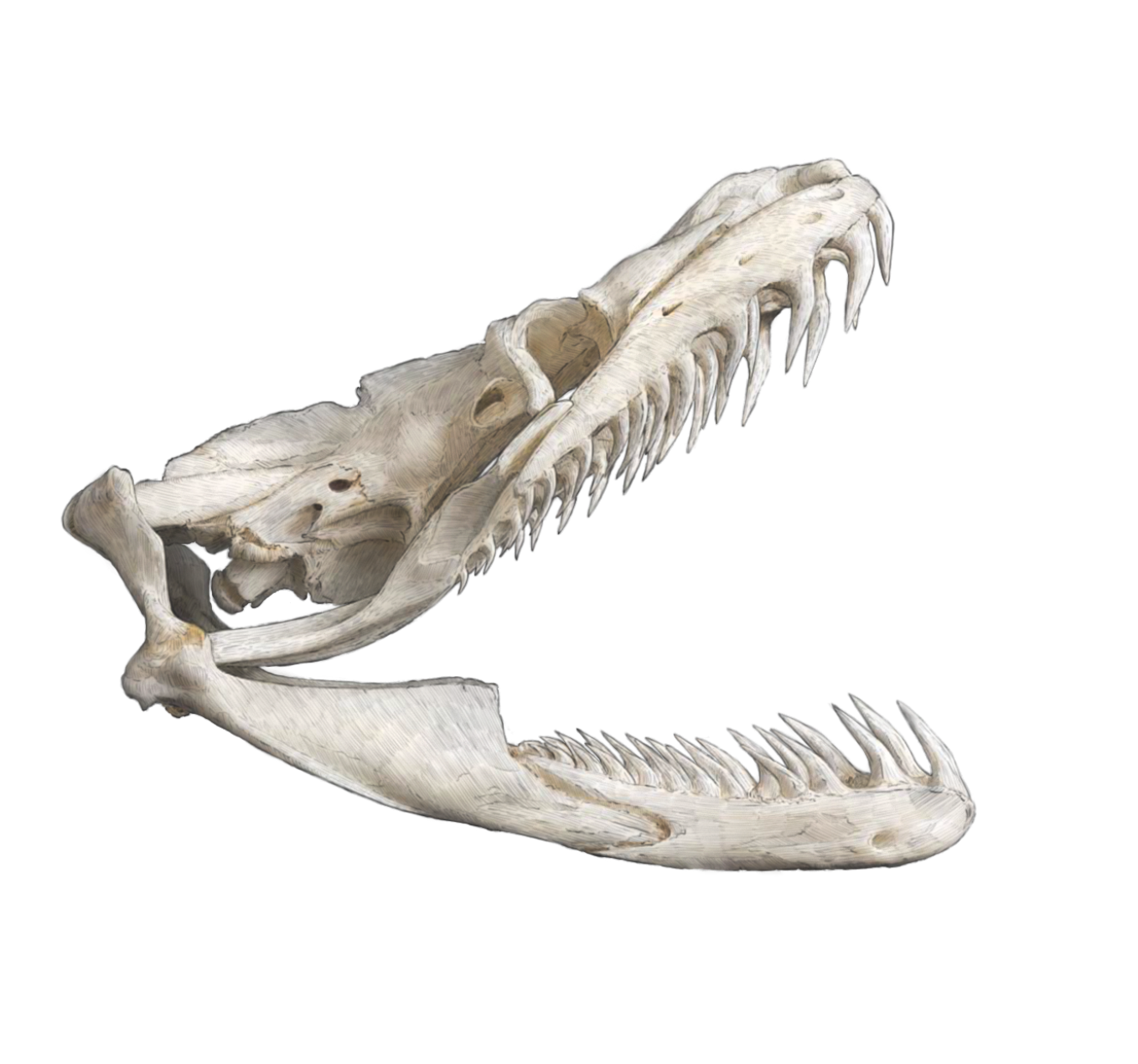 Reticulated Python Skull study - Original Illustration