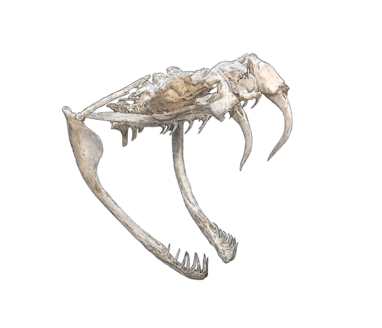 Gaboon Viper Skull study - Original Illustration