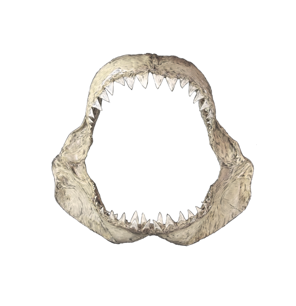 Great White Jaws study - Original Illustration