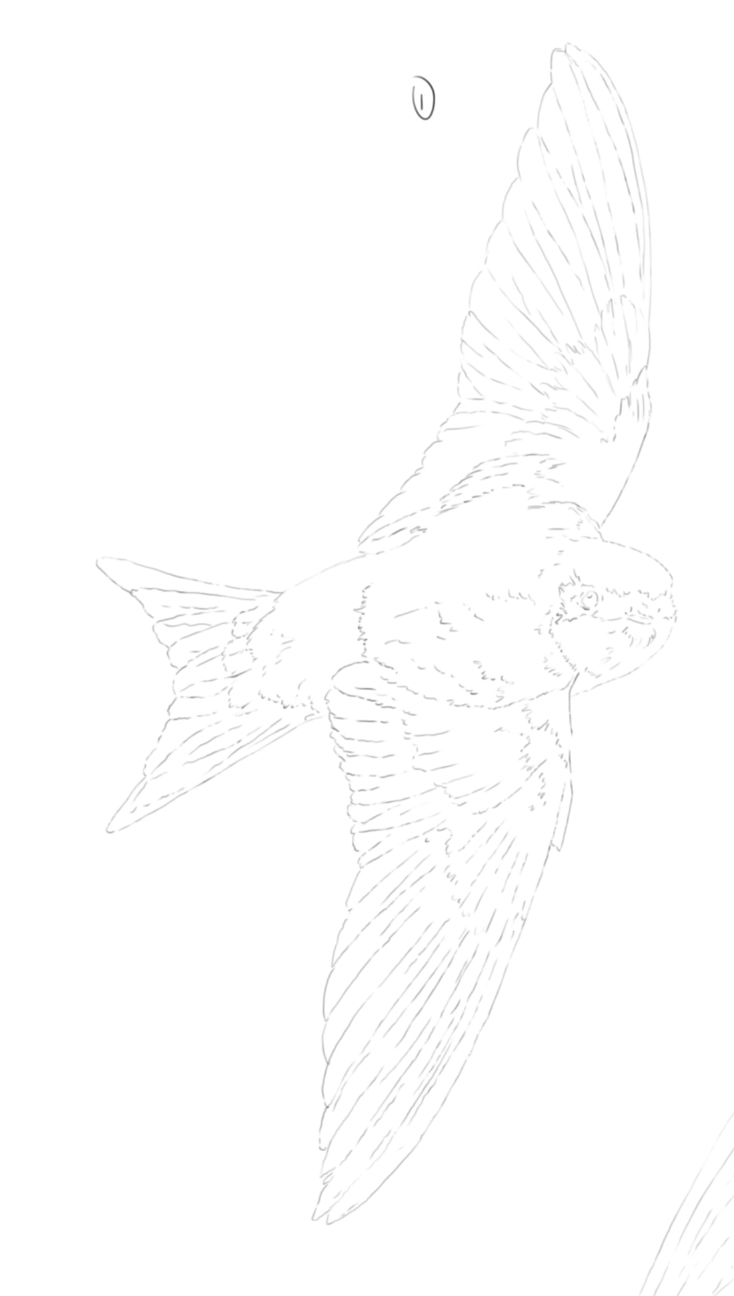 House Martins sketch