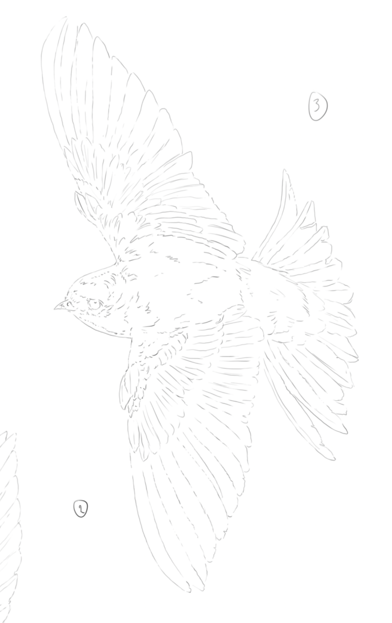 House Martins sketch