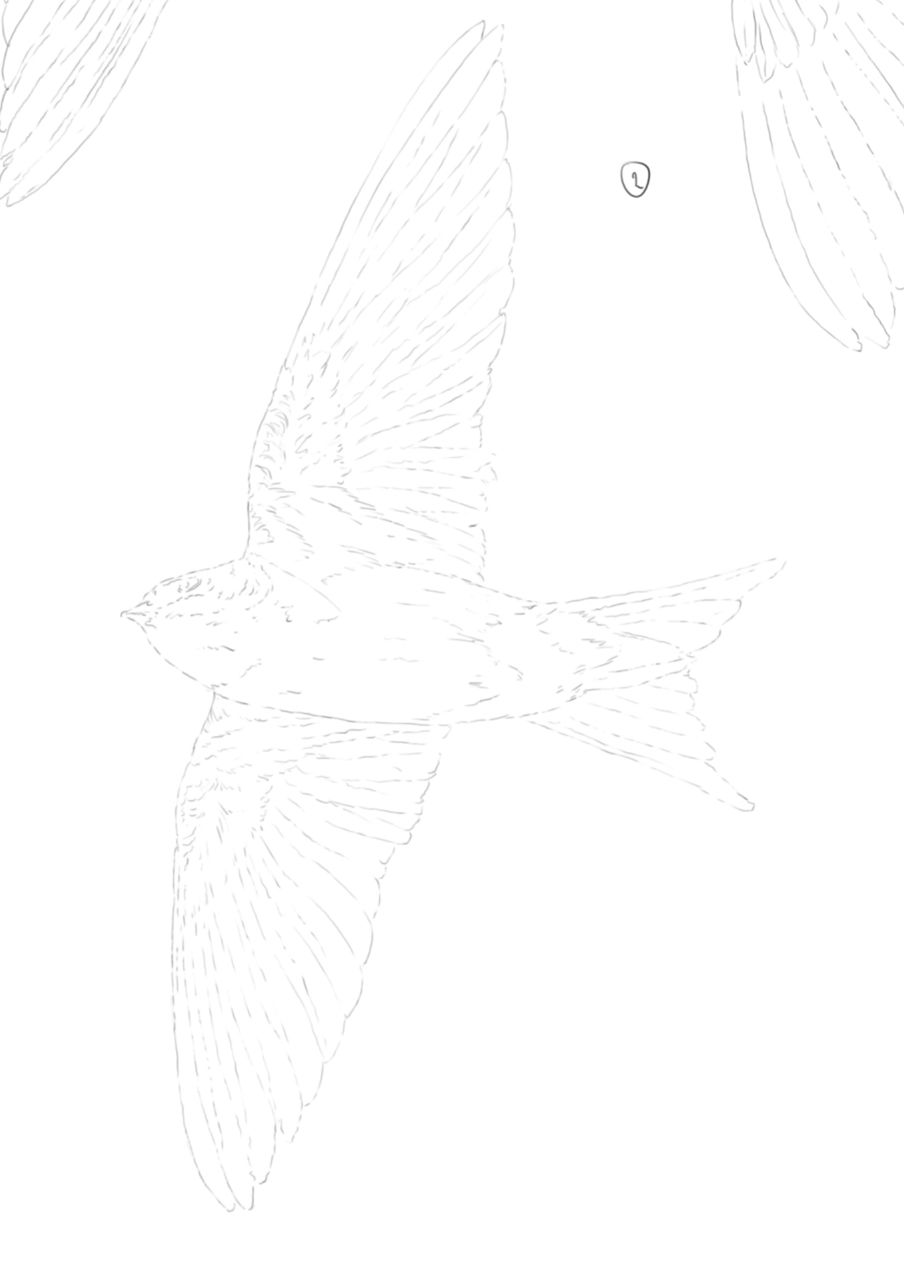 House Martins sketch