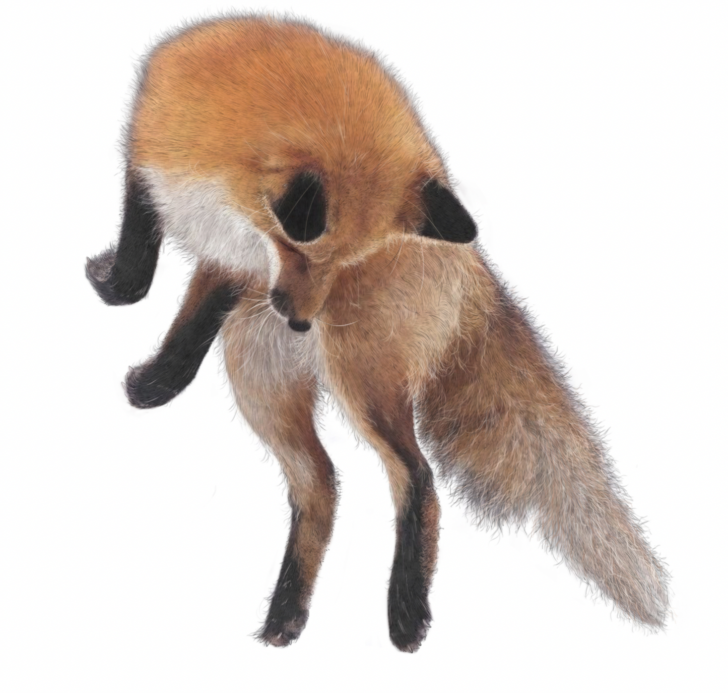Red Fix II | Red Fox print | Cute Fox Print