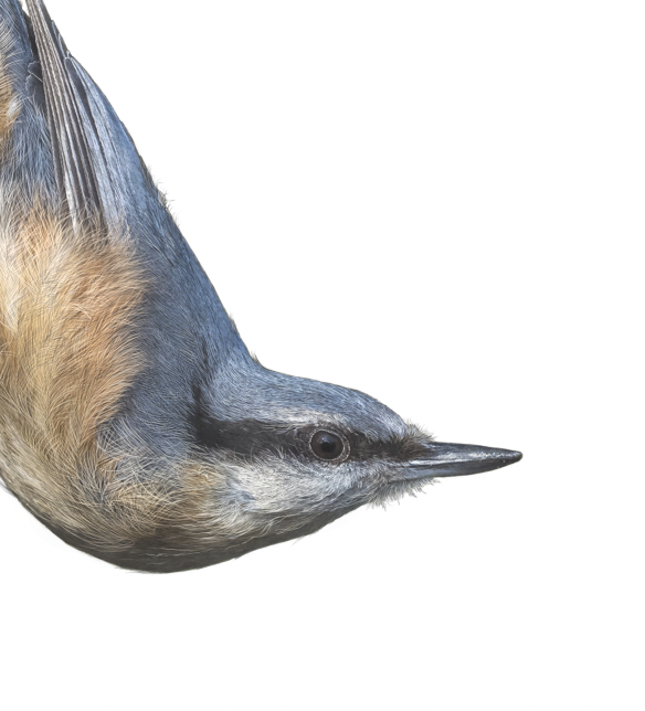 Nuthatch print | British bird print | Songbird print