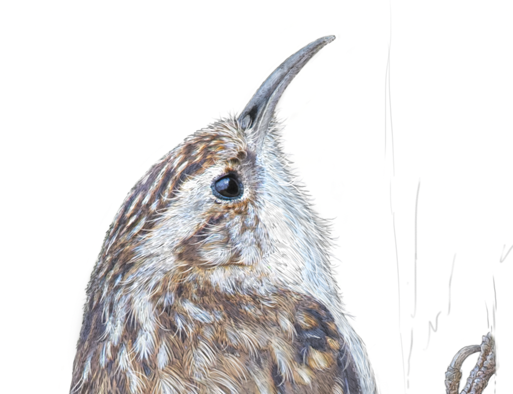 Treecreeper print | British bird print | Songbird print