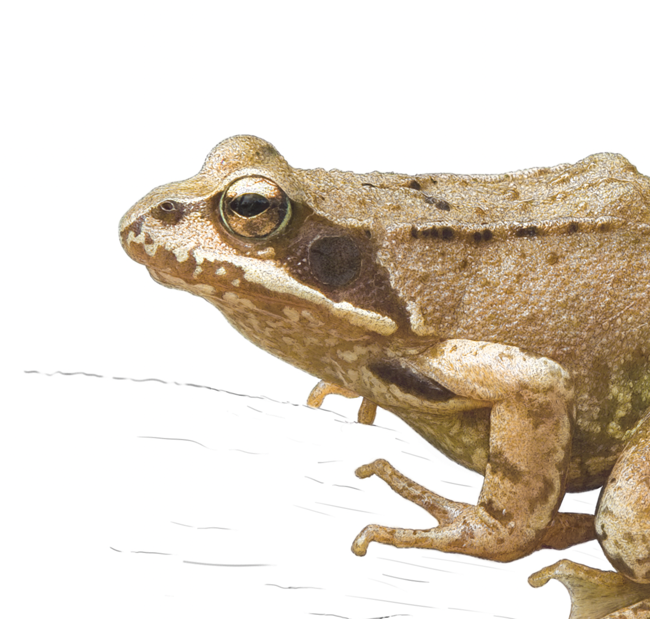 European Common Frog Print