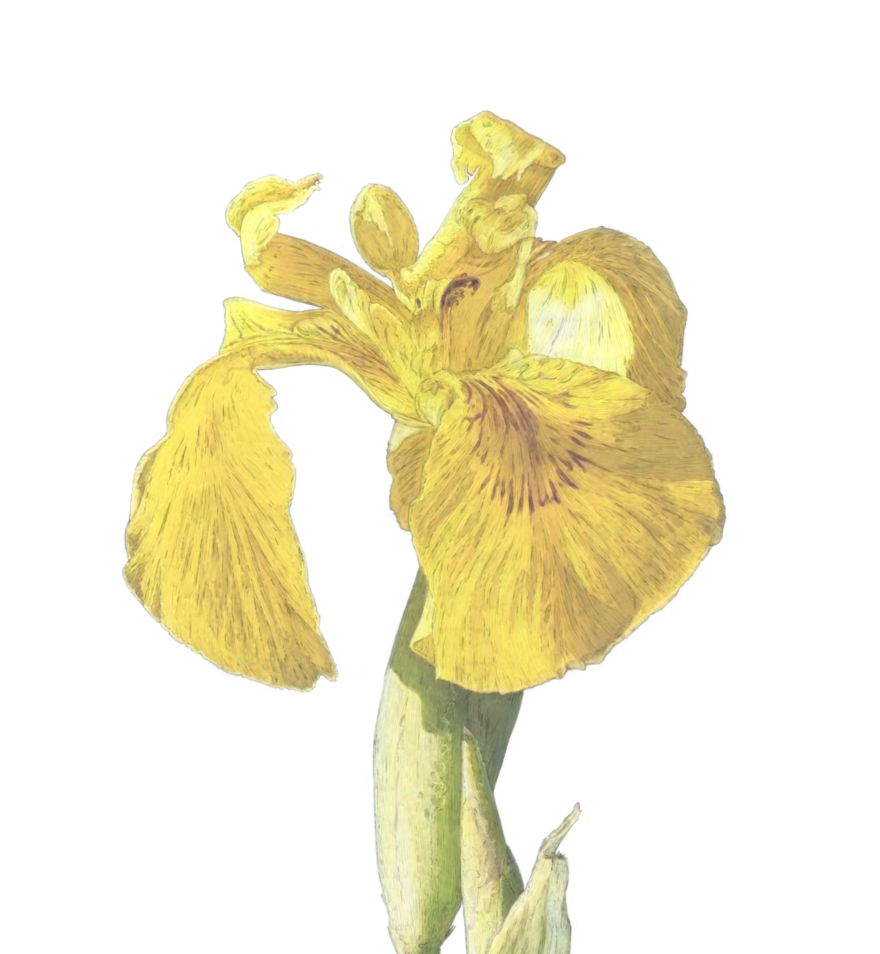 Yellow Flag Iris Print | Botanical Art | Botanical Print | Flower