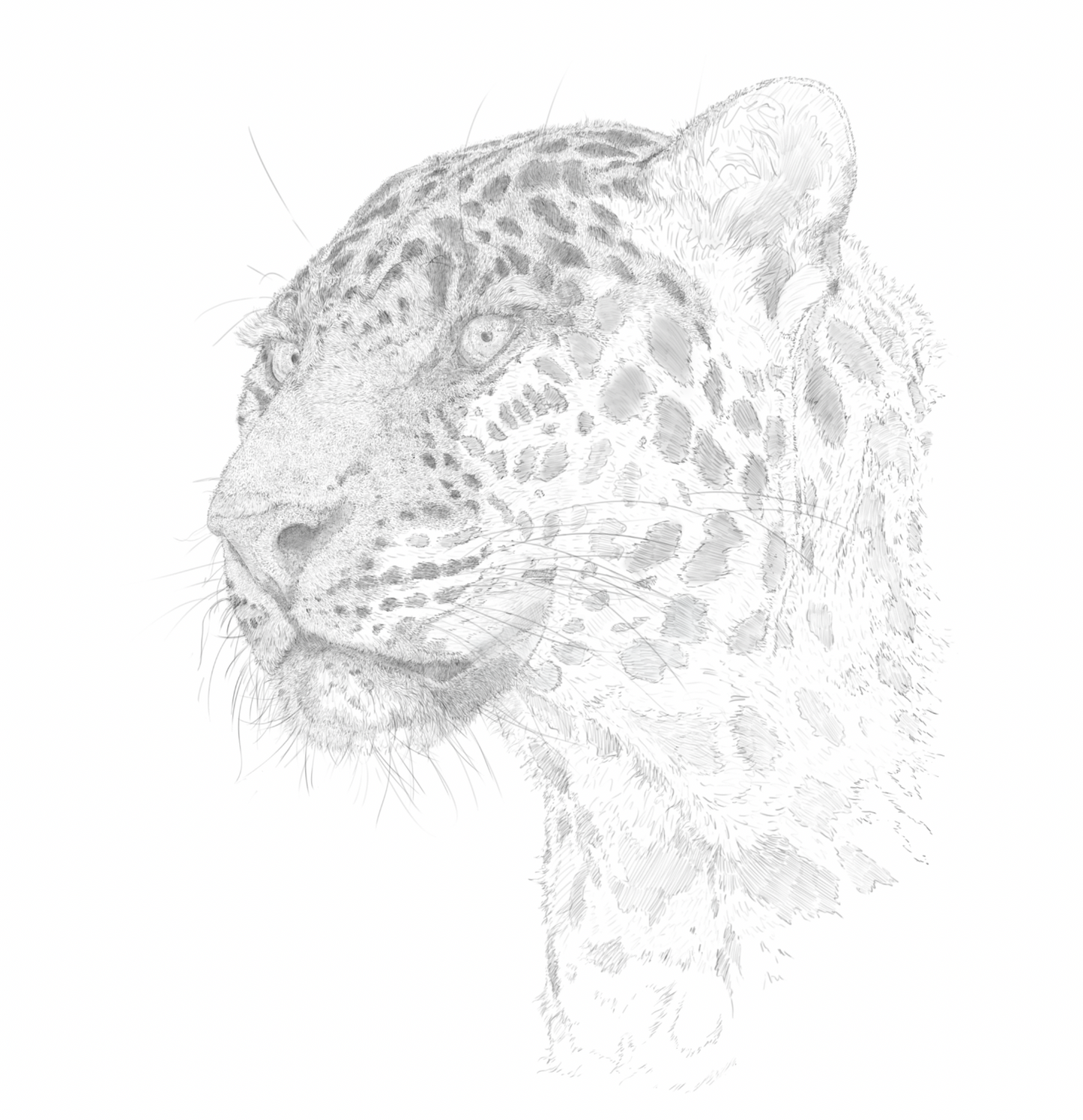 African Leopard Print | African Leopard | Leopard Print | Leopard Portrait | Big Cat | Cats