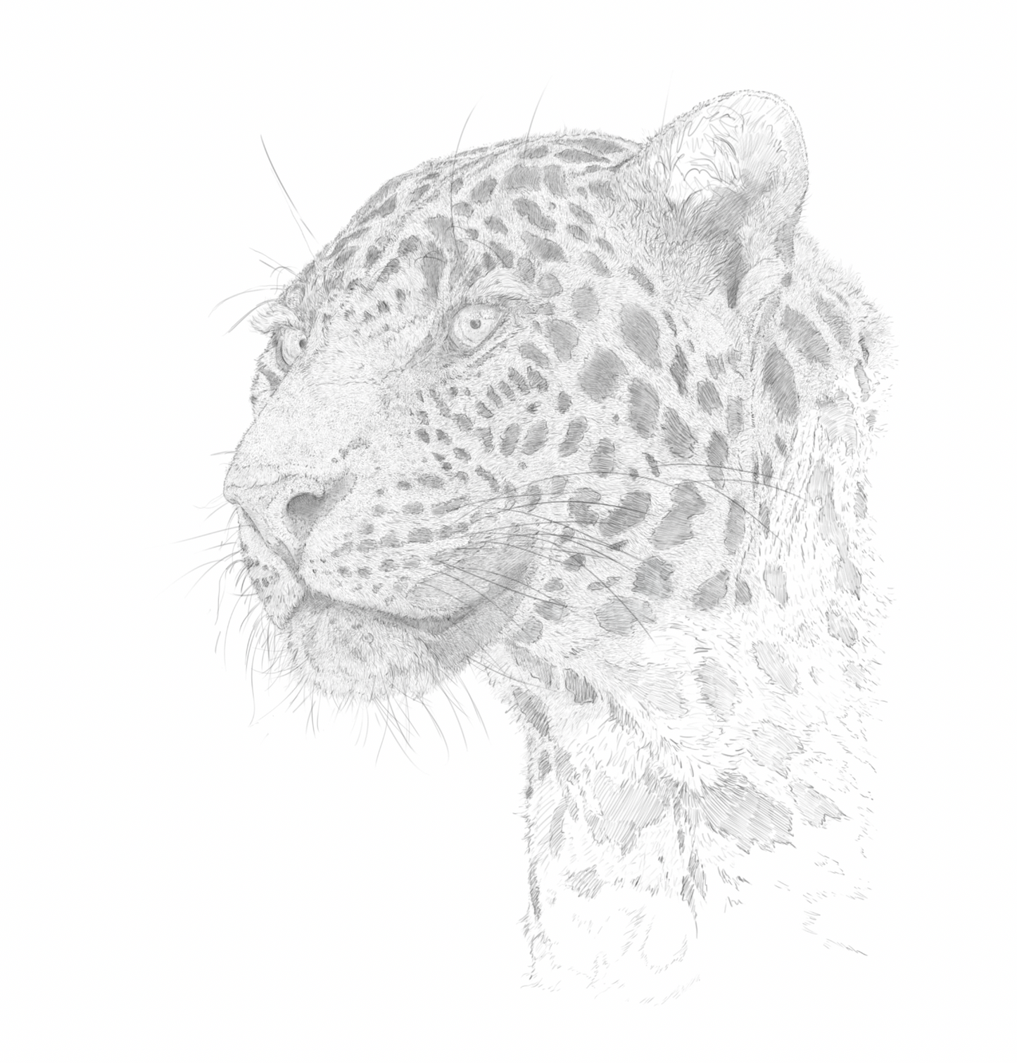 African Leopard Print | African Leopard | Leopard Print | Leopard Portrait | Big Cat | Cats
