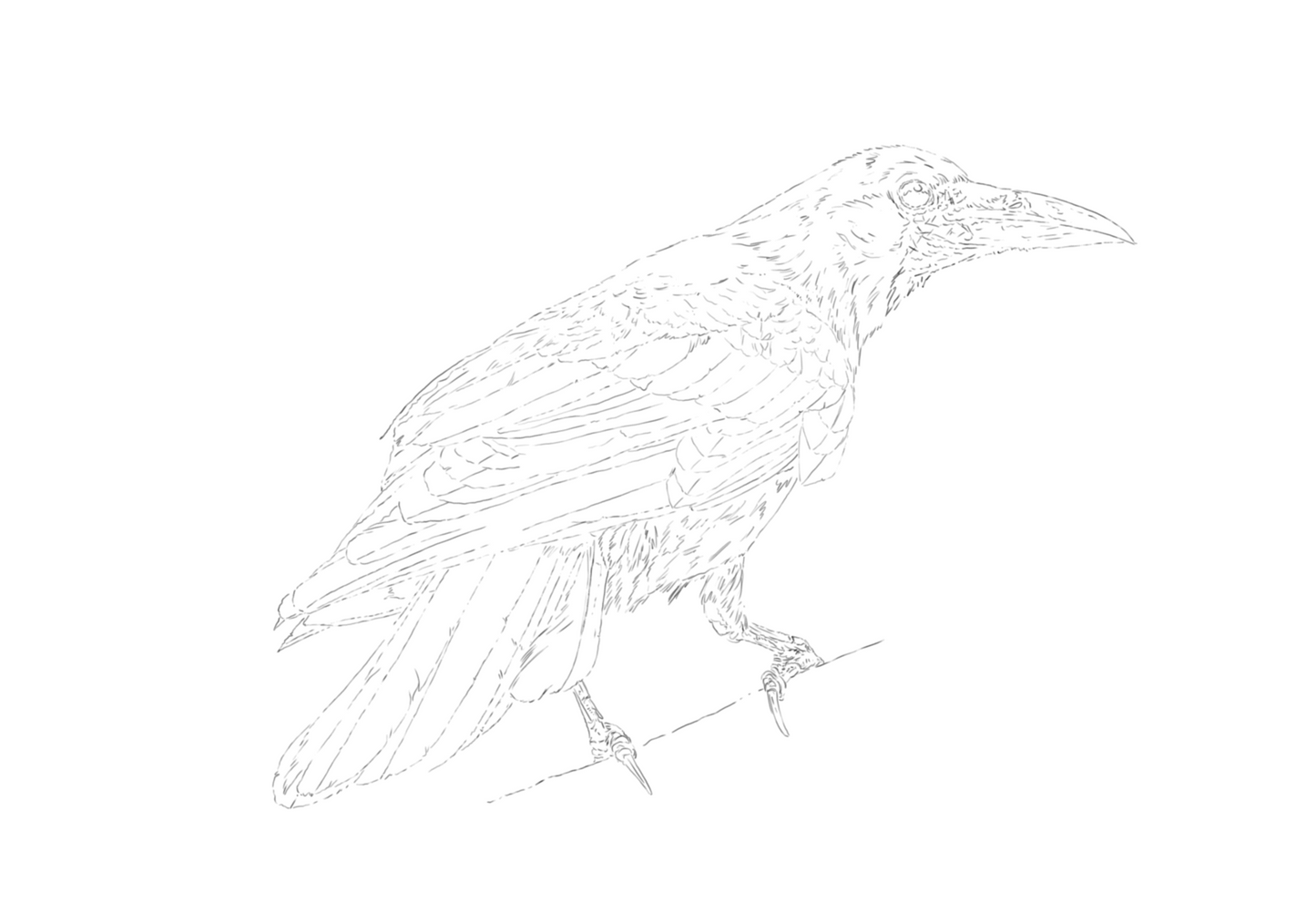Rook & Jackdaw sketch
