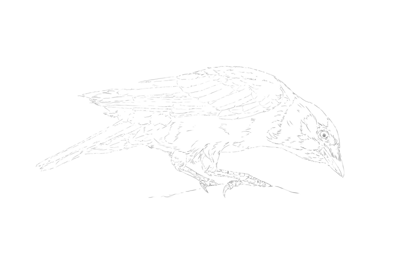 Rook & Jackdaw sketch