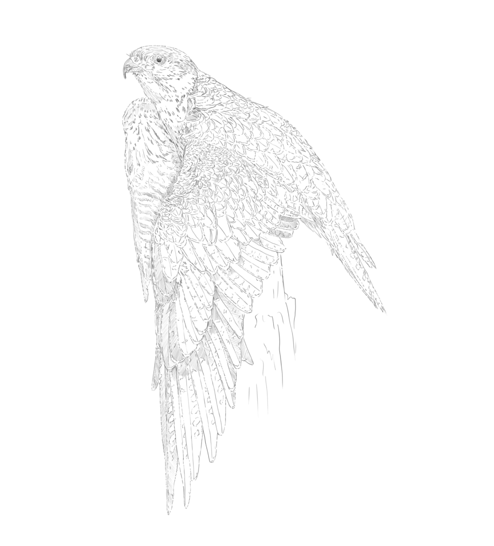 Saker Falcon Sketch