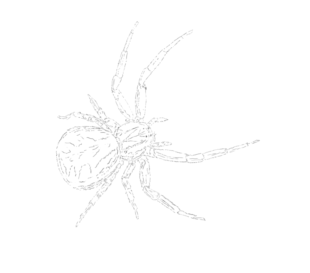 Crab and Orb Web Spider Sketch