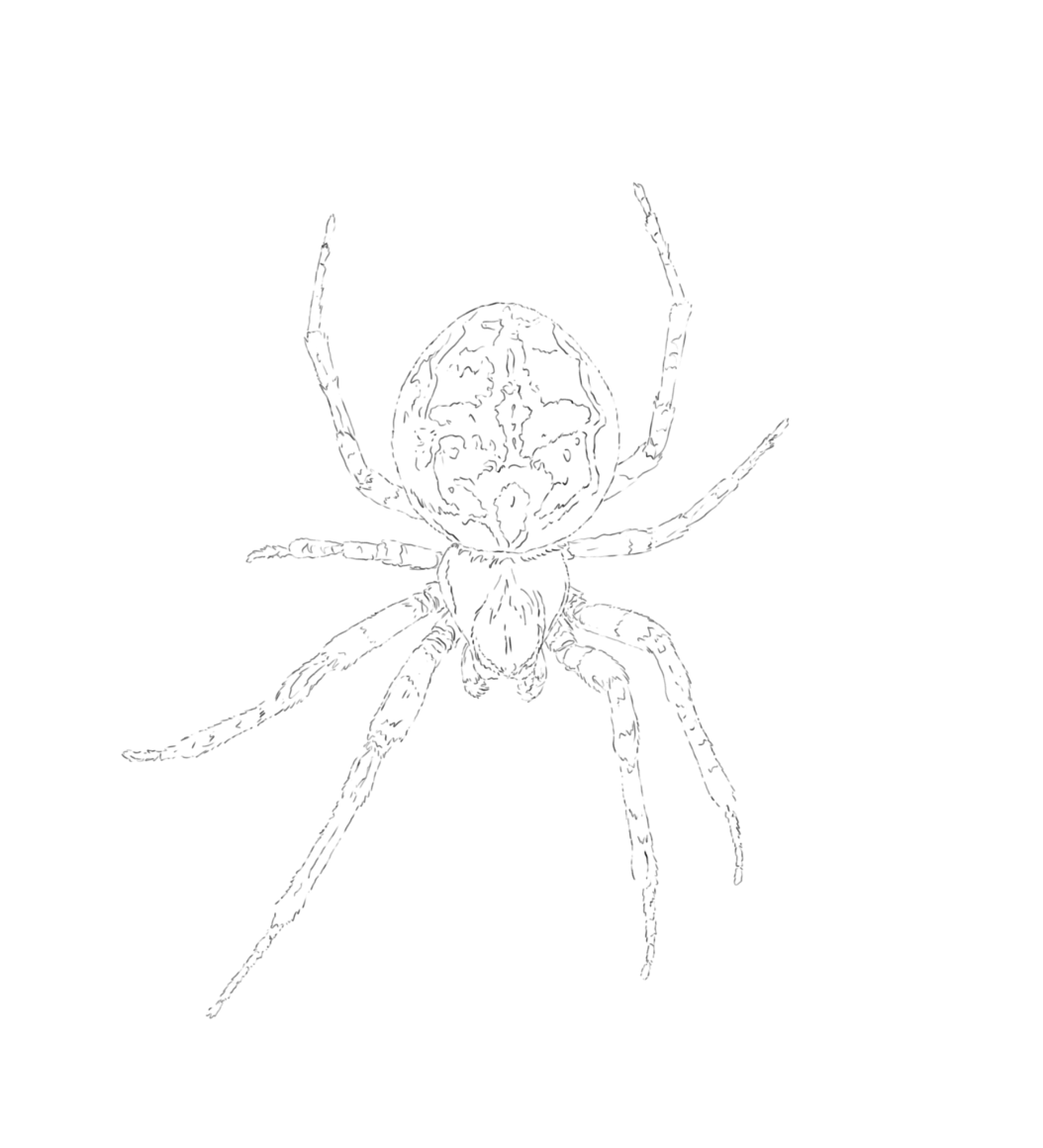 Crab and Orb Web Spider Sketch