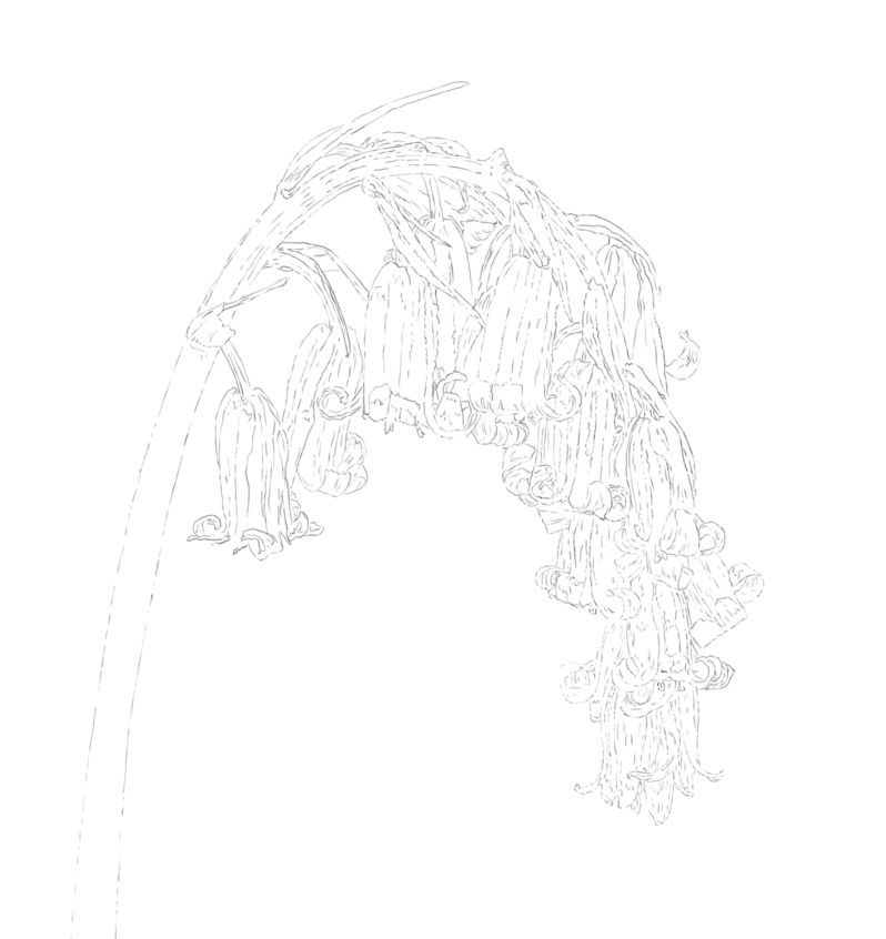 Bluebells concept sketch