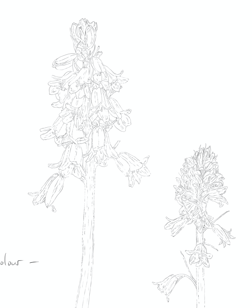 Bluebells concept sketch