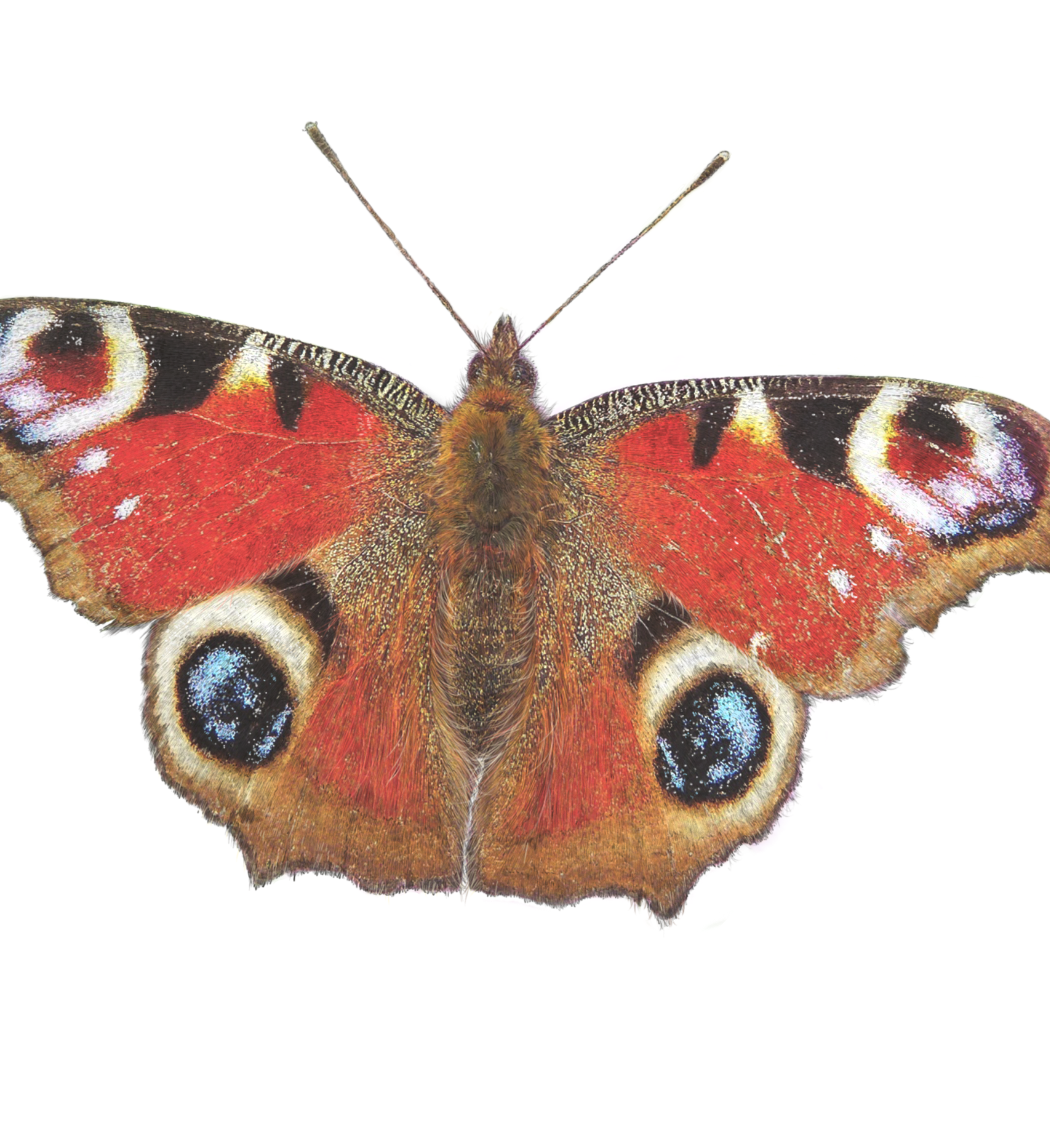 Peacock Butterfly Print (Portrait)