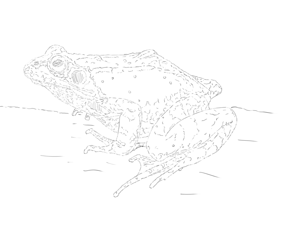 Frogs Sketch (Pre-order)