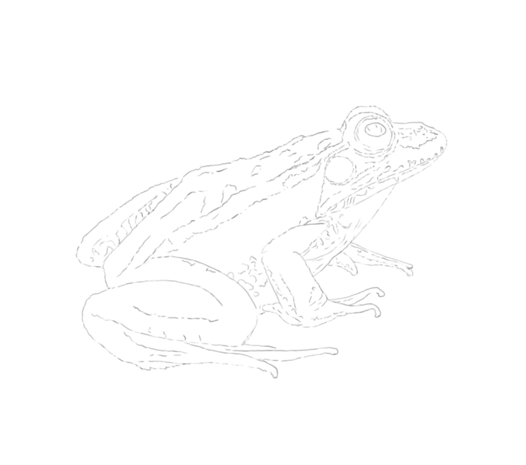 Frogs Sketch (Pre-order)