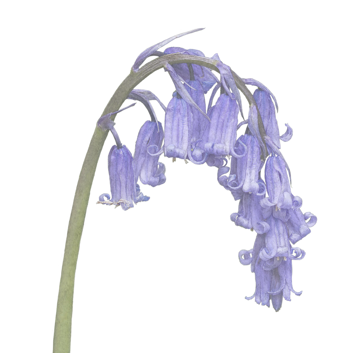 British Bluebell Print | Botanical Art | Botanical Print | Bluebell Print