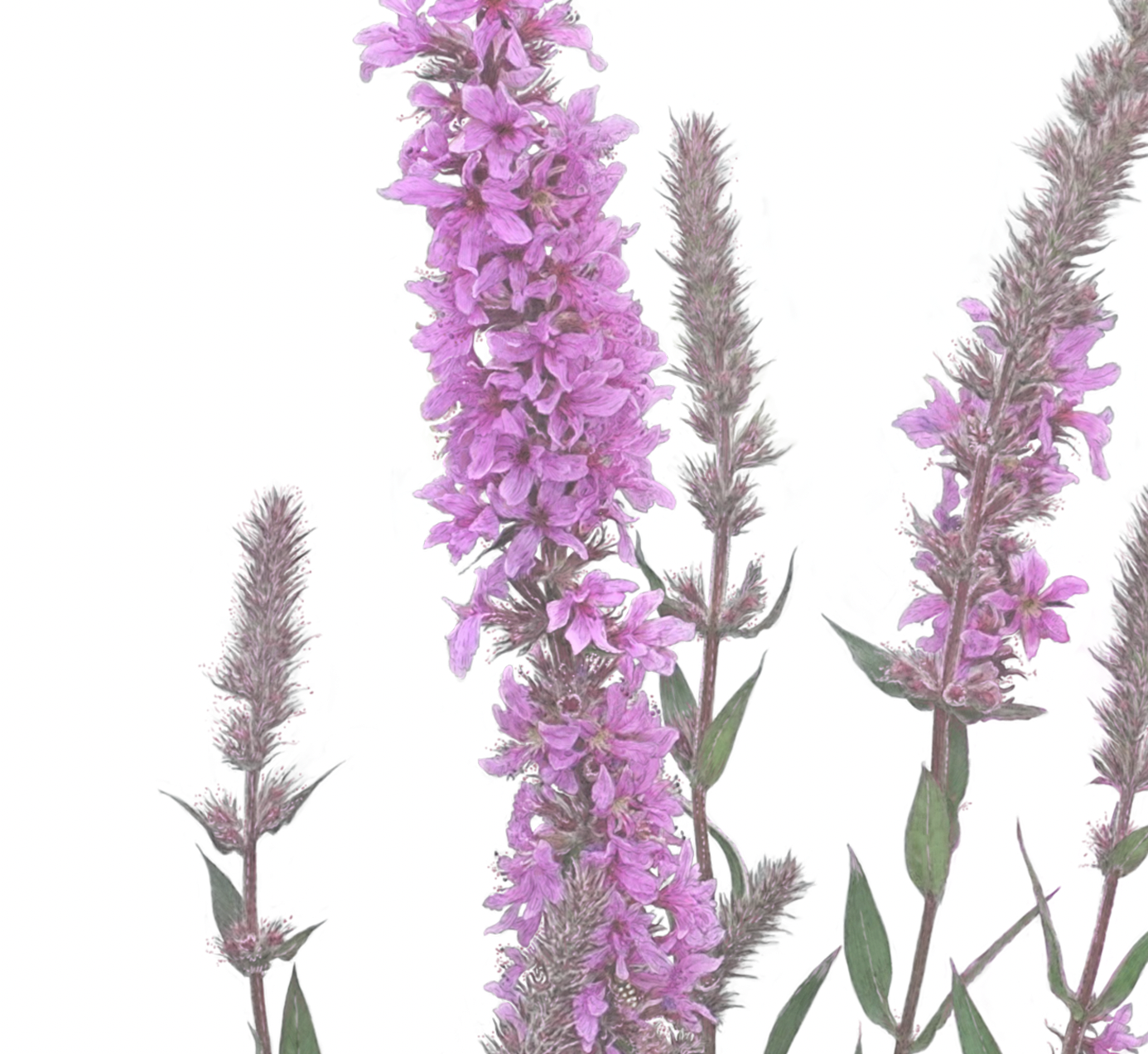 Purple loosestrife Print | Botanical Art | Botanical Print | Wildflower print