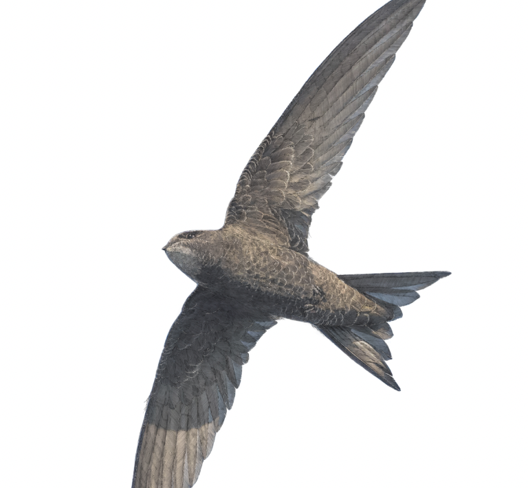 Swift Portrait Print | British bird print | Songbird print