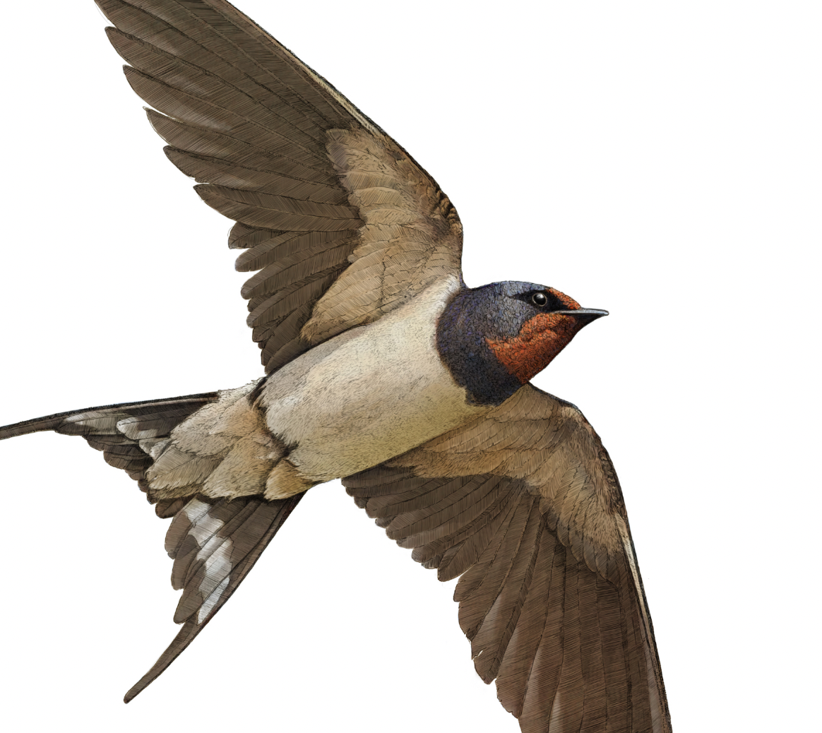 Barn Swallow Portrait Print | British bird print | Songbird print