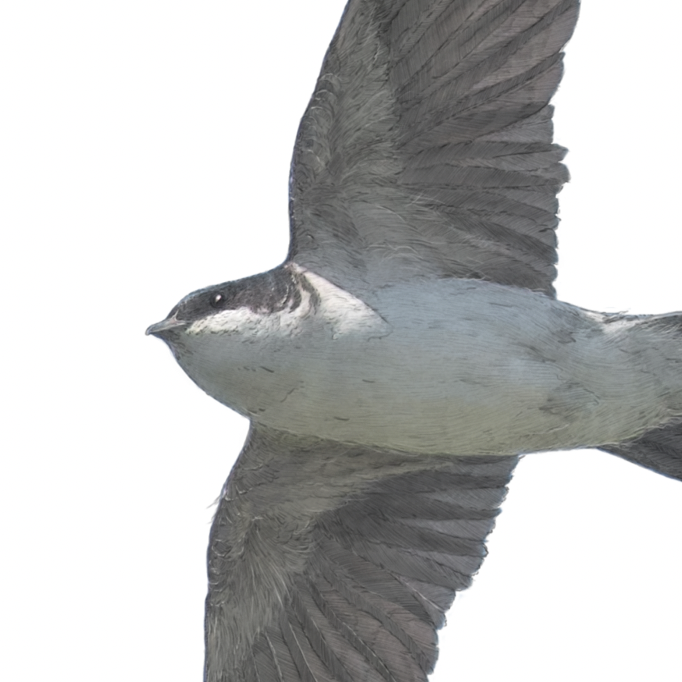 House Martin Portrait Print | British bird print | Songbird print