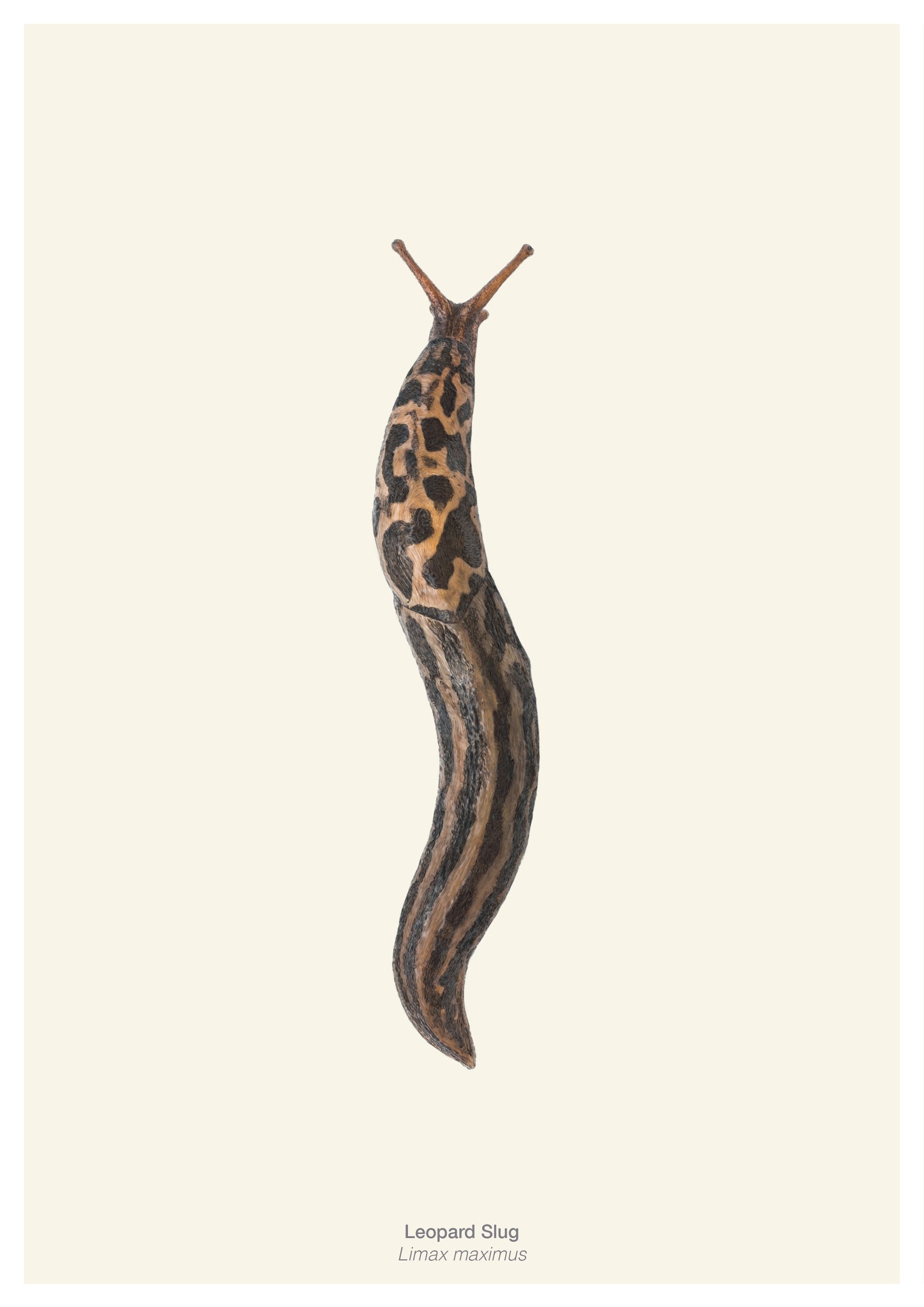 Wild Wonders - NEW BOOK - Preorder.