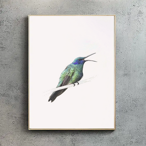 Sparkling Violetear Hummingbird