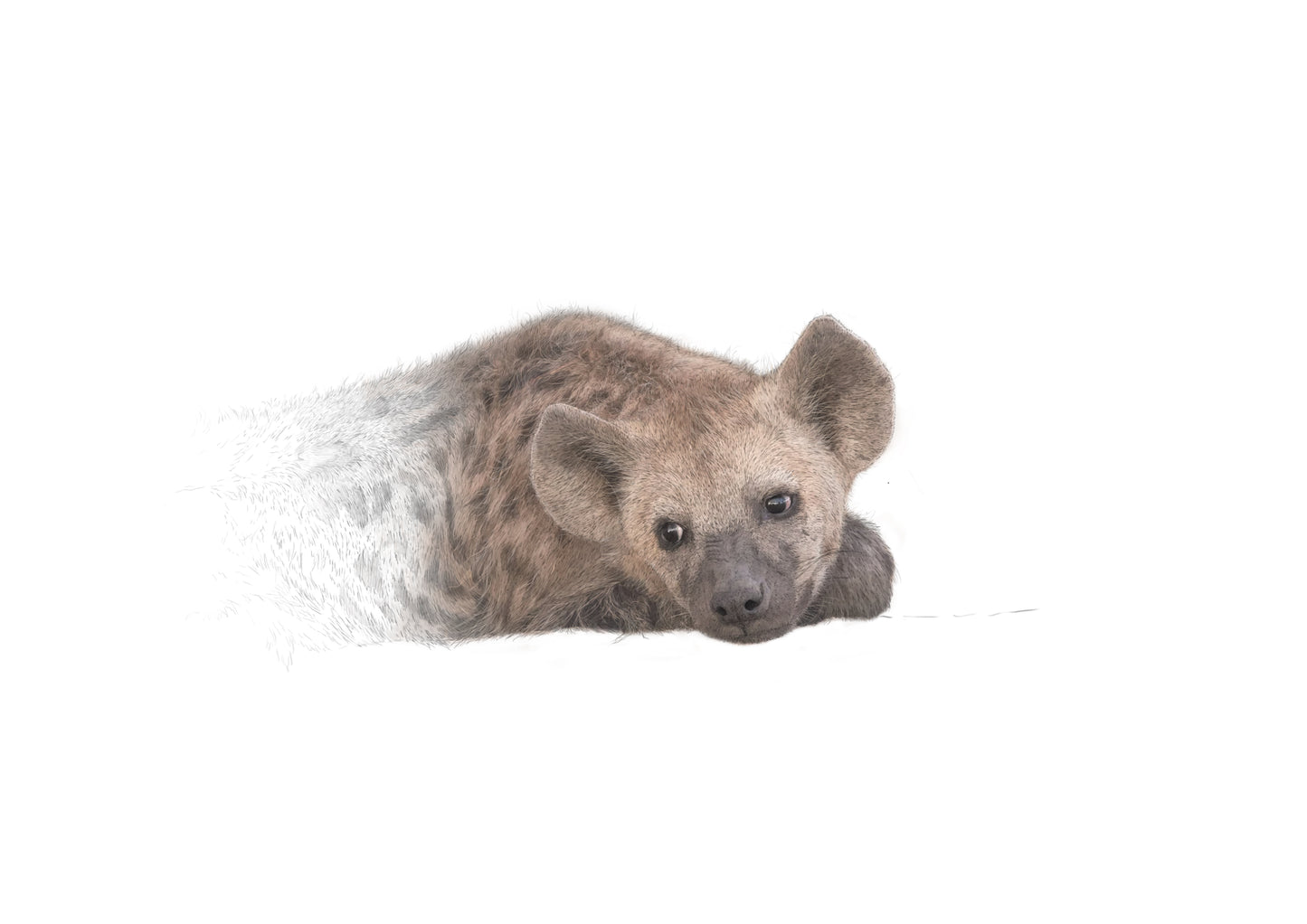 Wild Wonders - NEW BOOK - Preorder!
