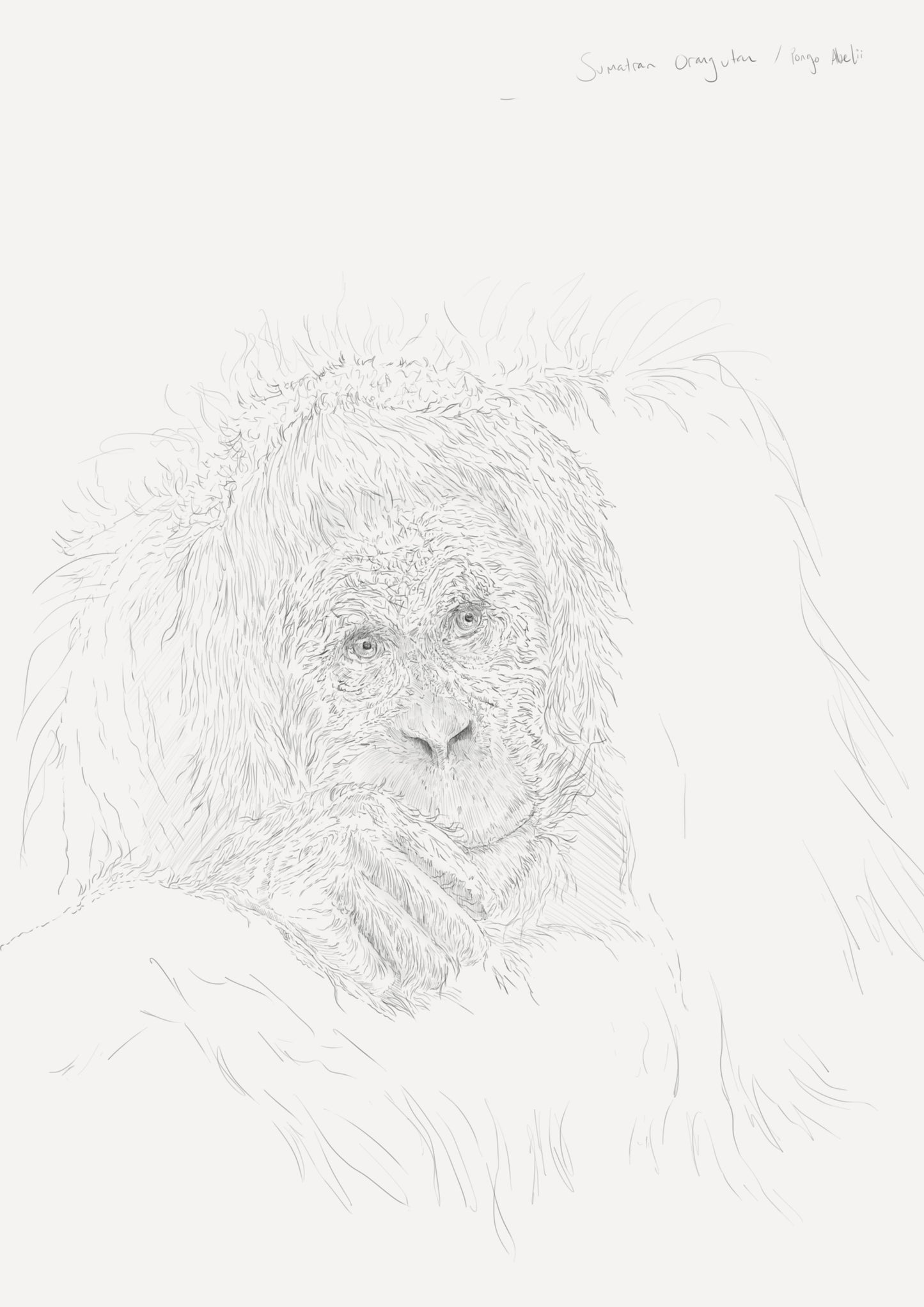 Sumatran Orangutan Sketch