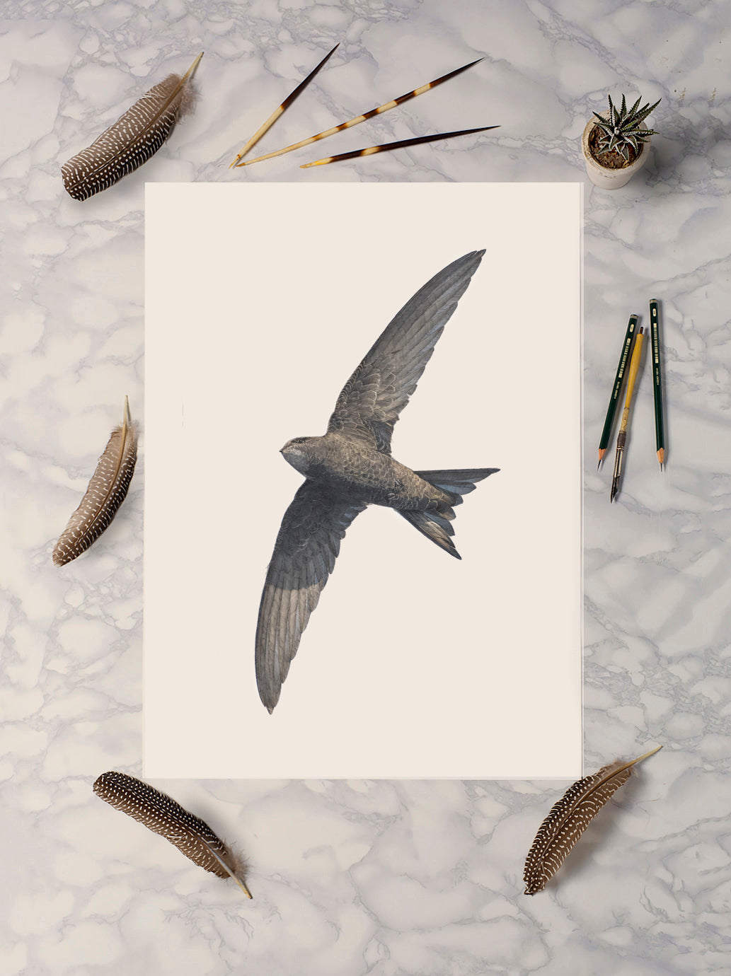 Swift Portrait Print | British bird print | Songbird print