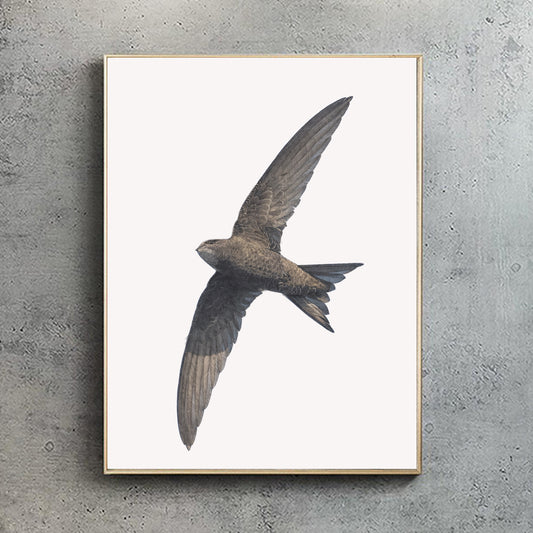 Swift Portrait Print | British bird print | Songbird print