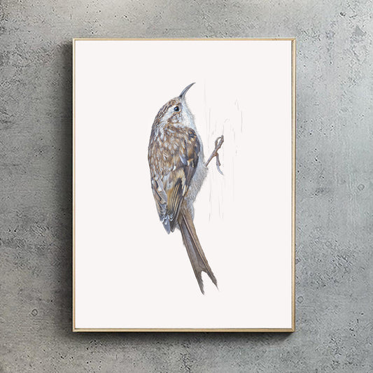 Treecreeper print | British bird print | Songbird print