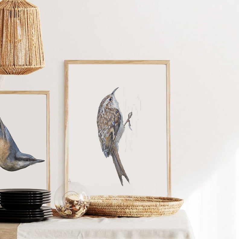 Treecreeper print | British bird print | Songbird print