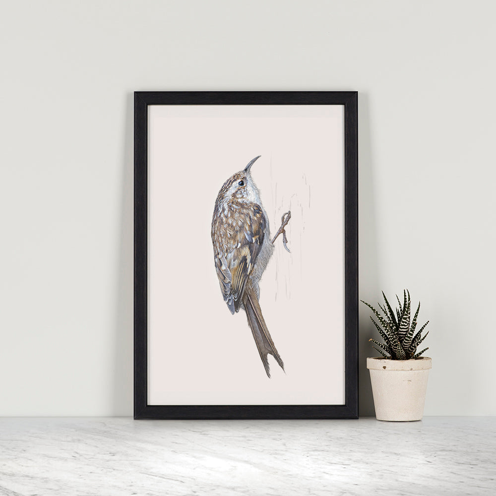 Treecreeper print | British bird print | Songbird print