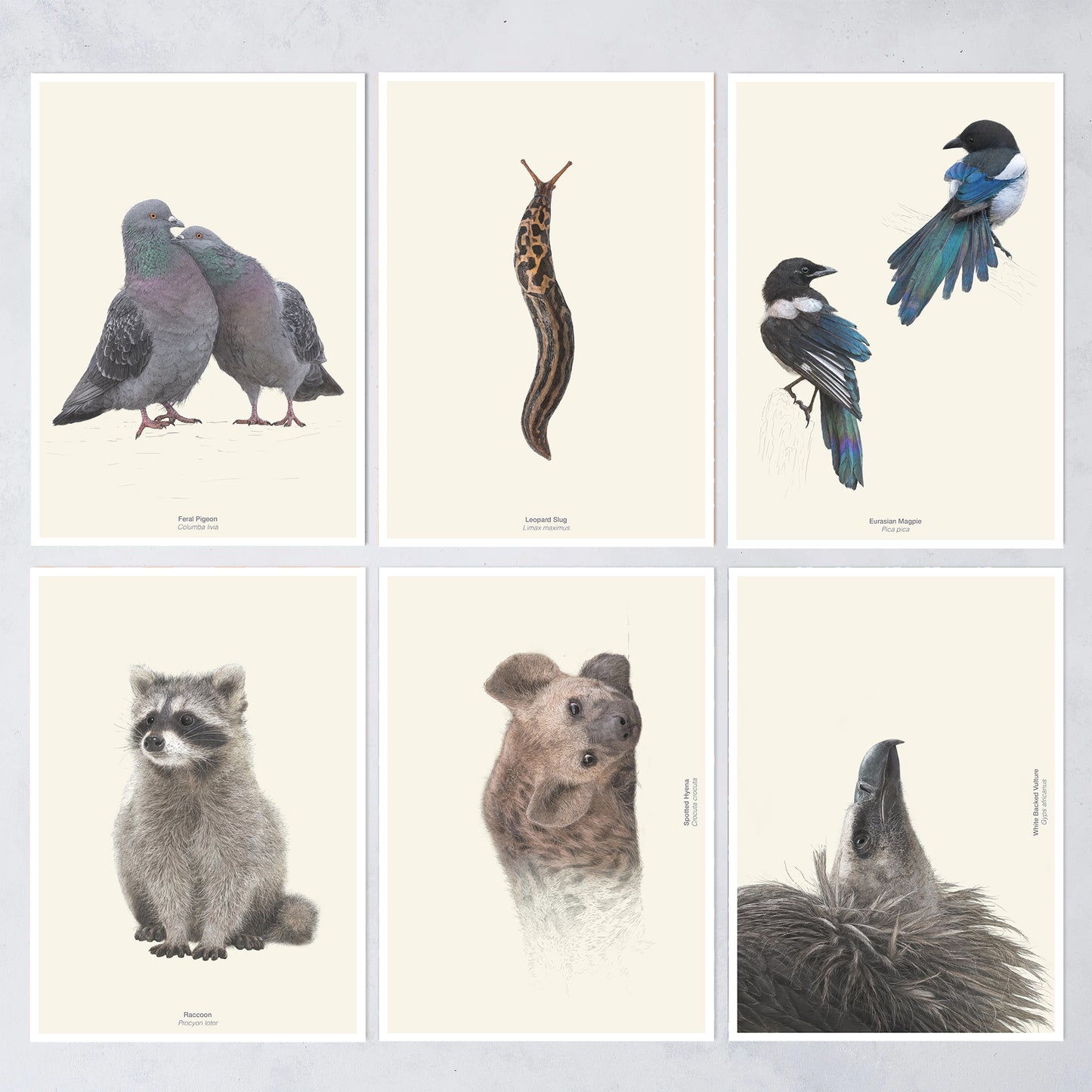 Wild Wonders - NEW BOOK - Preorder.