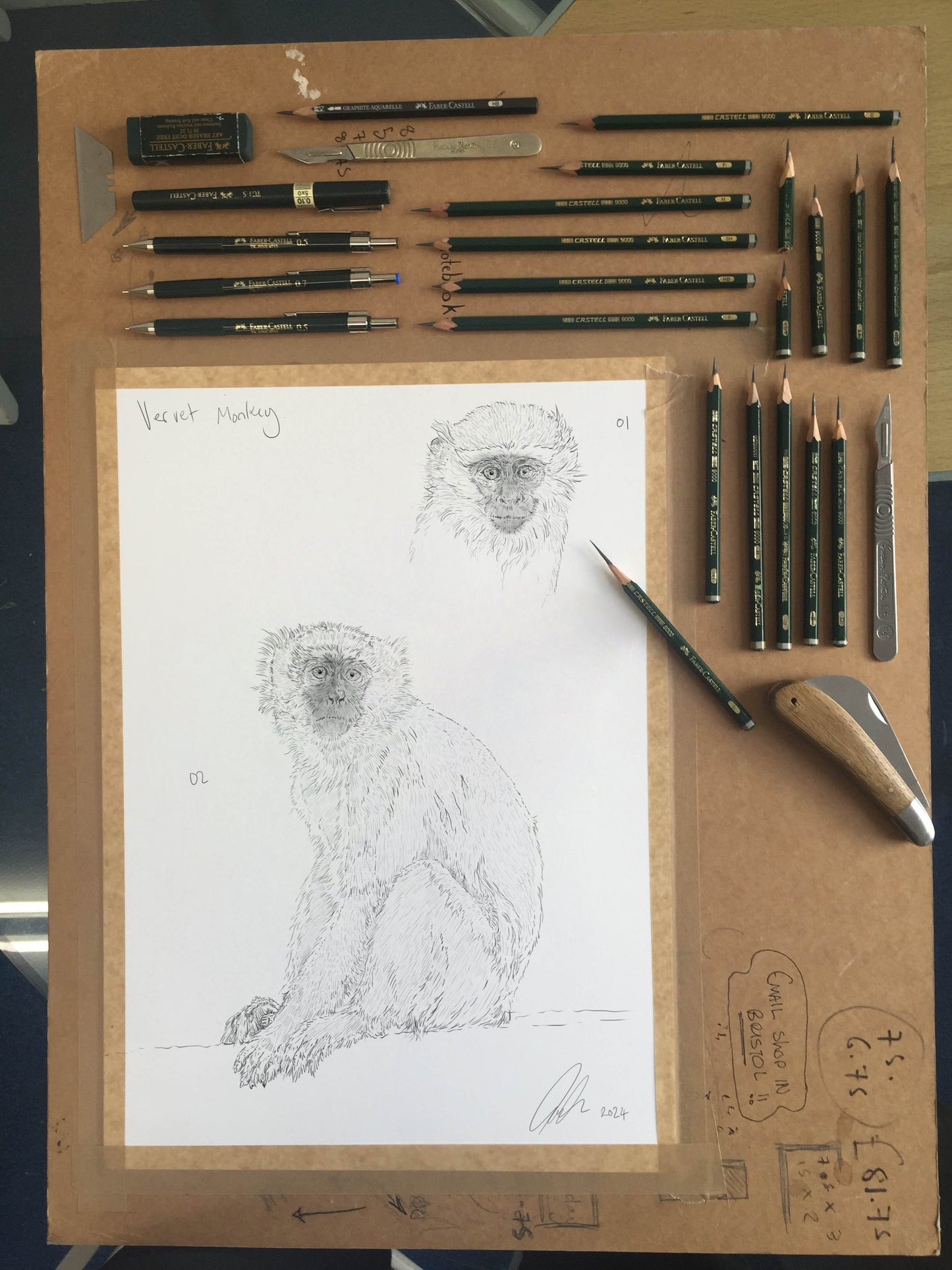 Vervet Monkey Sketch