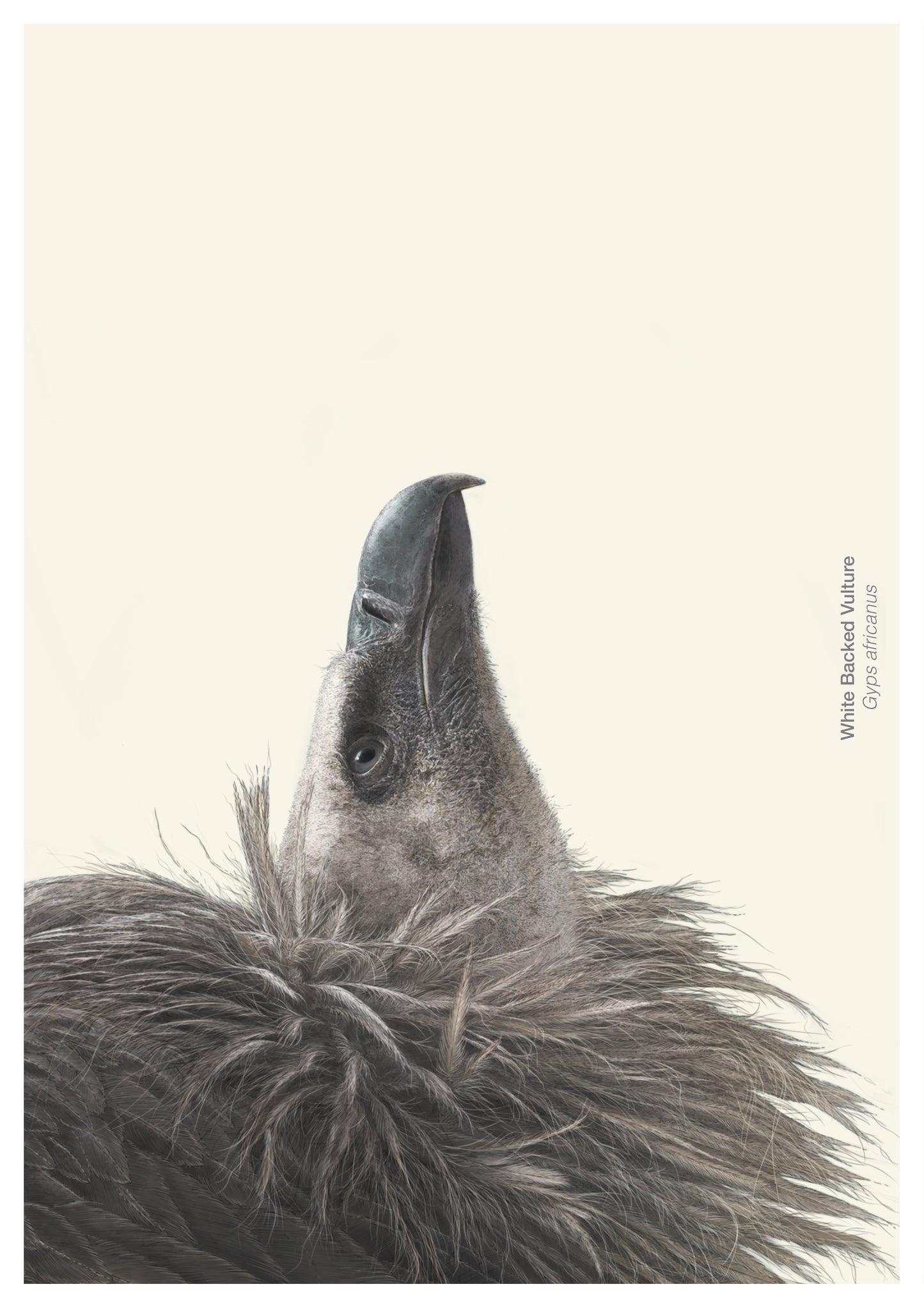 Wild Wonders - NEW BOOK - Preorder.