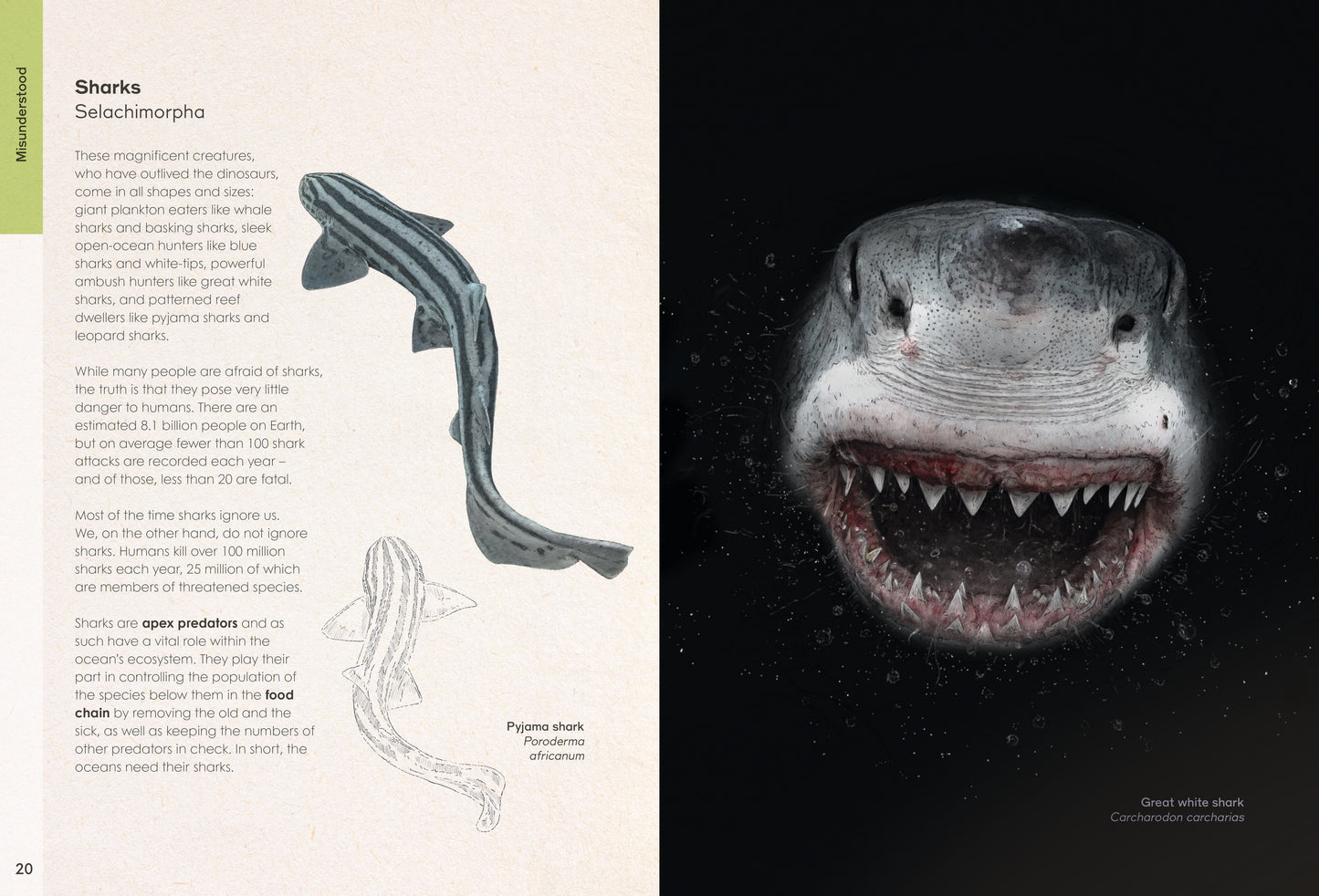 Wild Wonders - NEW BOOK - Preorder!