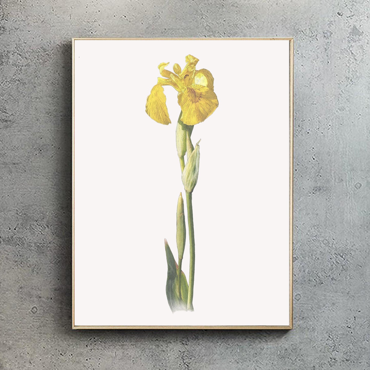Yellow Flag Iris Print | Botanical Art | Botanical Print | Flower