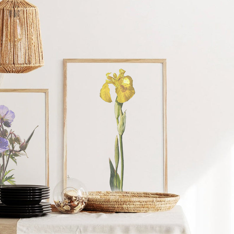 Yellow Flag Iris Print | Botanical Art | Botanical Print | Flower