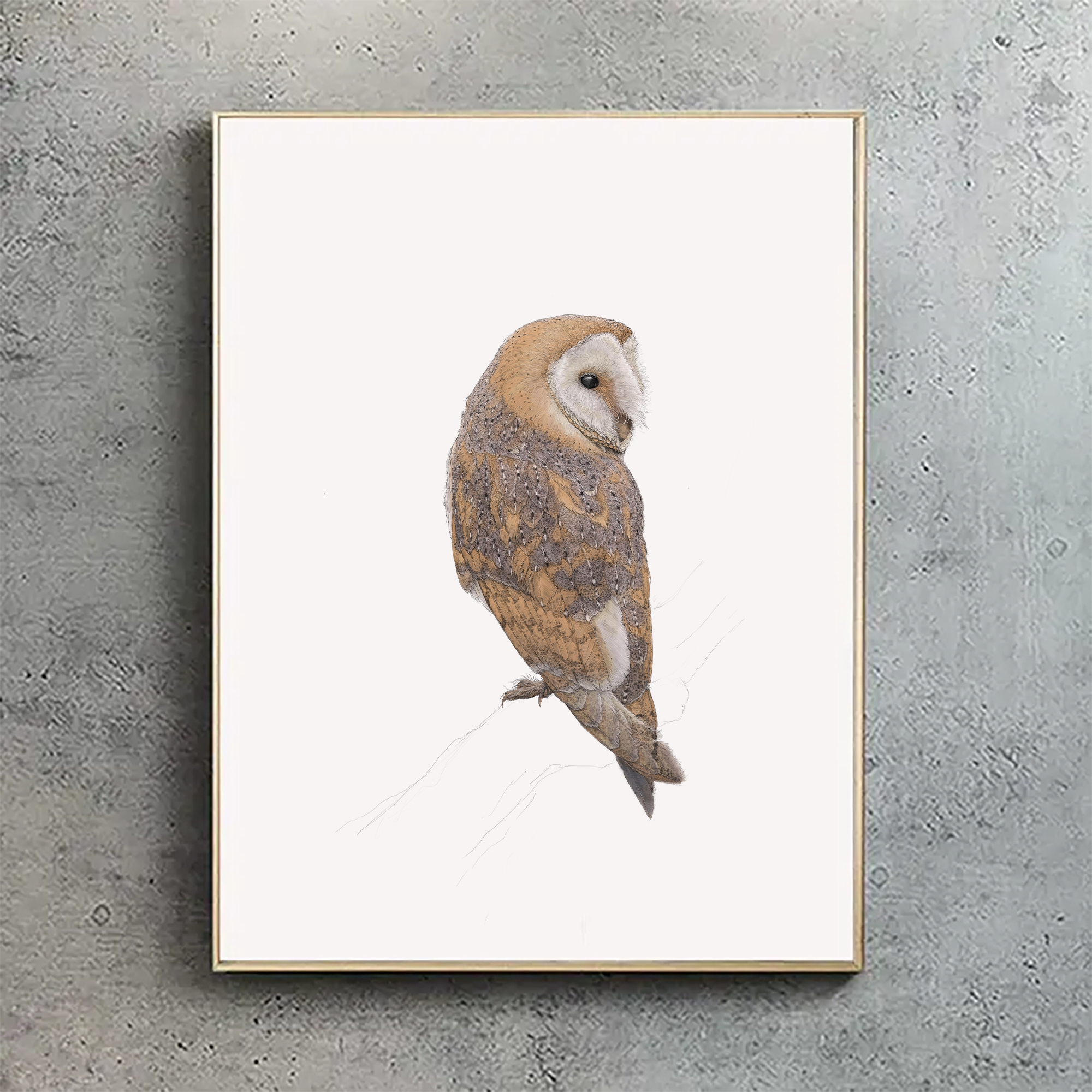 Eurasian Barn Owl