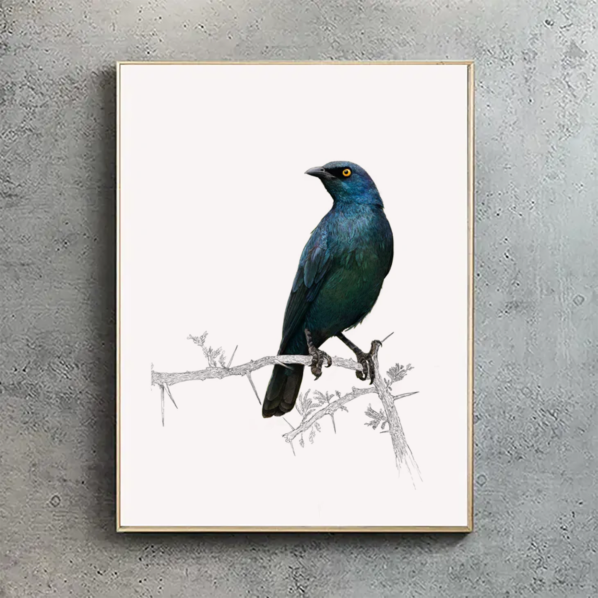 Cape Glossy Starling 2